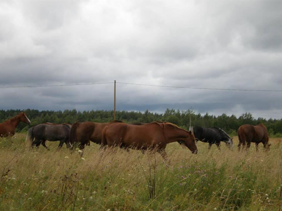 Sassi Talu Horsefarm 호텔 패르누 외부 사진
