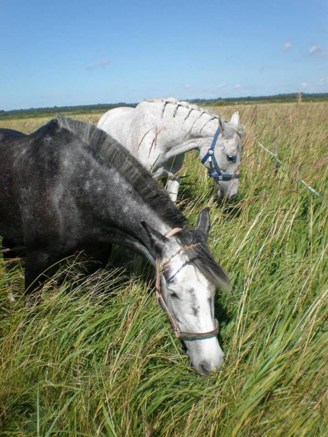 Sassi Talu Horsefarm 호텔 패르누 외부 사진